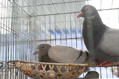Bồ câu pháp thuần chủng 1 Cặp (Từ 2 - 3 Tháng)