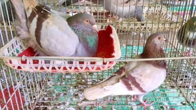 Bồ câu Titan Thái siêu thịt từ 2 đến 3 tháng tuổi