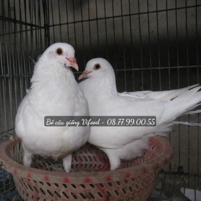 Kinh nghiệm chọn bồ câu giống, cách nuôi bồ câu đạt năng suất cao