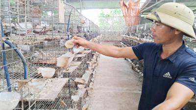 Làm giàu từ nuôi chim bồ câu