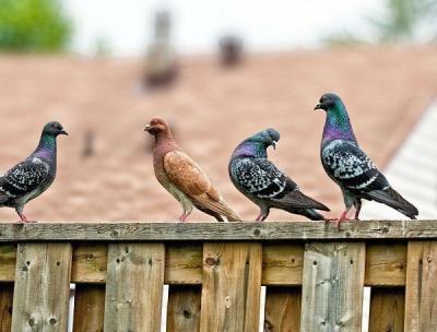 Quy trình kỹ thuật nuôi chim bồ câu Quy trình kỹ thuật nuôi chim bồ câu