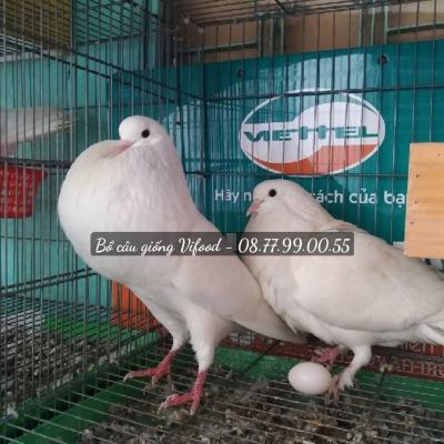 Trại chim bồ câu giống Bình Dương