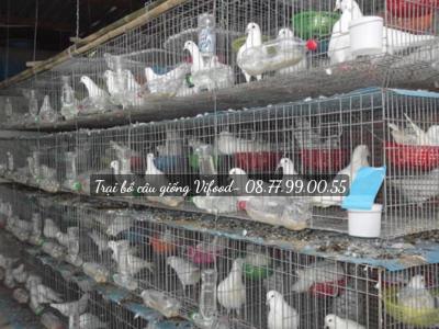 Trại chim bồ câu giống Cà Mau