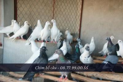 Trại chim bồ câu giống Đà Nẵng